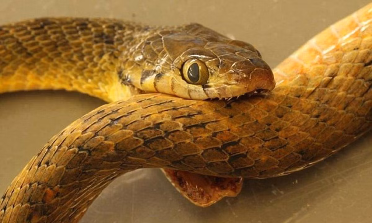 Liệu rắn có "điên" đến nỗi tự đi ăn chính mình không? Câu trả lời là có. (Nguồn: Thegioidongvat.Co)