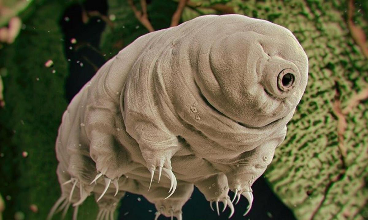 3. Gấu nước: sinh vật dẻo dai nhất trên bề mặt trái đất. Loài sinh vật này có thể tồn tại ở những điều kiện cực kỳ khắc nghiệt bằng cách rơi vào trạng thái mất nước. Chỉ cần thả vào nước, chúng có thể hồi sinh. (Nguồn: Baoquocte.vn)