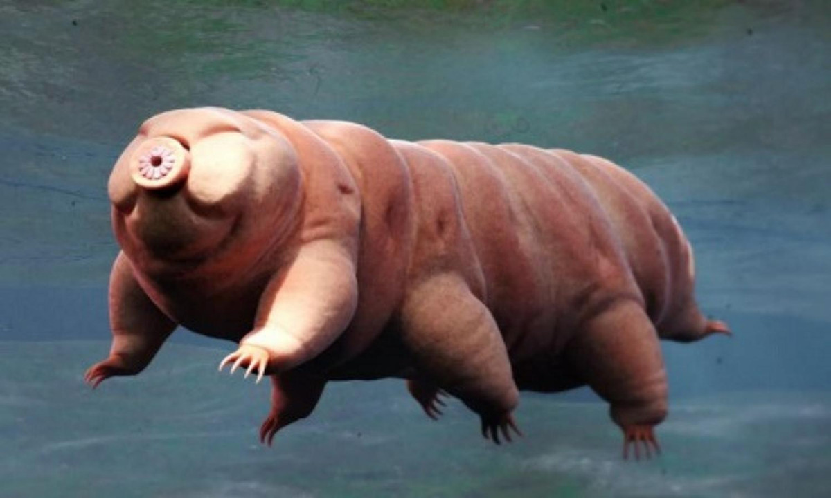 Không những vậy, gấu nước còn có vỏ bọc trông như một khẩu pháo, giúp chúng tồn tại mạnh mẽ dù là nơi nóng nhất hay lạnh nhất, áp suất cao hay nhiều tia bức xạ. (Nguồn: VnExpress)