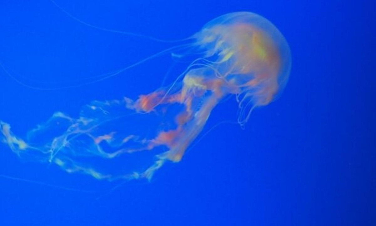 Chúng dường như không phải chịu bất kỳ giới hạn thời gian nào và có thể “hồi xuân” trở lại thời kỳ “nguyên bản” của chúng. (Nguồn: internet)