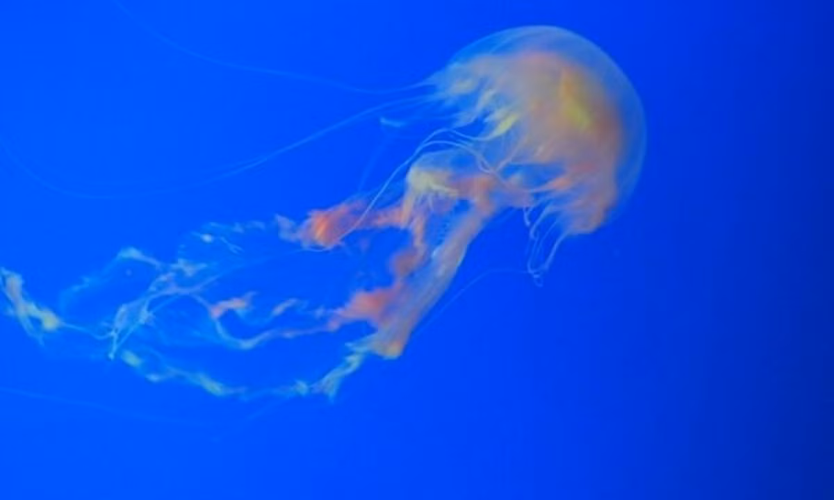 Chúng dường như không phải chịu bất kỳ giới hạn thời gian nào và có thể “hồi xuân” trở lại thời kỳ “nguyên bản” của chúng. (Nguồn: internet)