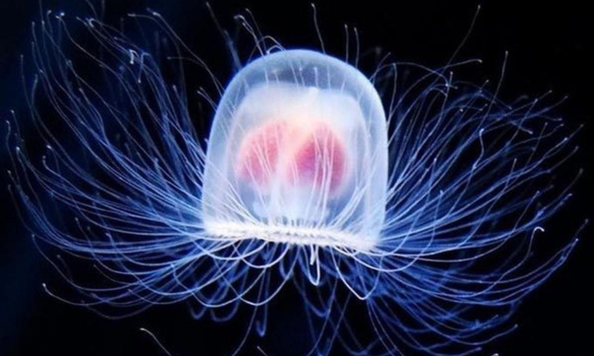 2. Sứa bất tử: có khả năng thoái hóa ngược trở lại quá trình nguyên sơ và trở thành bất tử khi ở trong những điều kiện bất lợi cho chúng. (Nguồn: Vietnam Daily)
