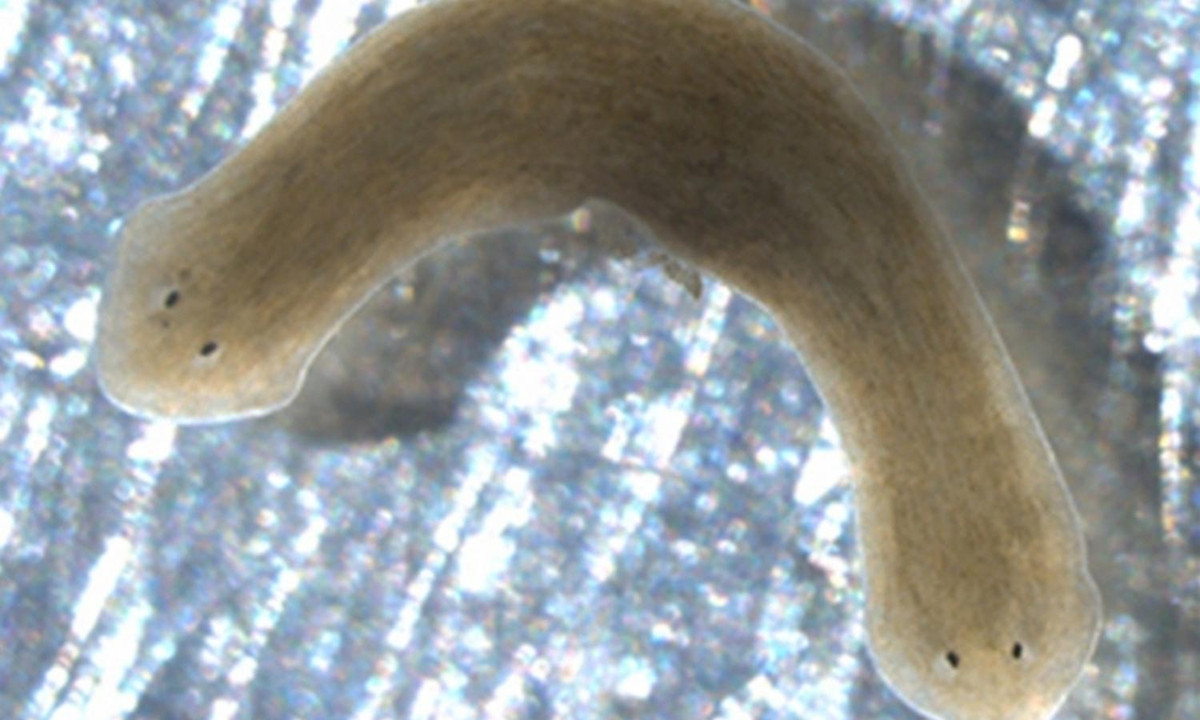 Một giả thuyết được đưa ra là trí nhớ của chú giun có thể được lưu trữ không phải trong não, mà là ở các tế bào phân bố trên khắp cơ thể. Khi đầu của chú giun mọc ra, trí nhớ cũng hồi phục trở lại như chưa bao giờ bị mất đi. (Nguồn: wikipedia)