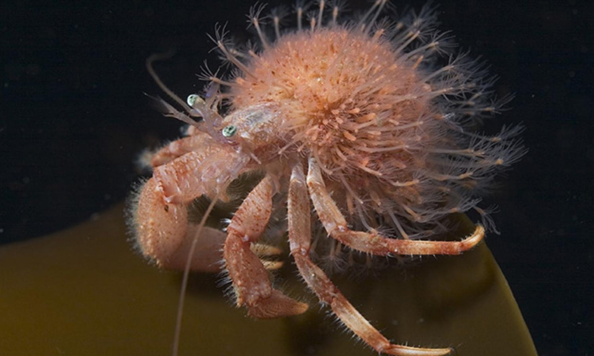 1. Ốc lông (tên khoa học là Hydractinia echinata): được coi bậc thầy với khả năng tái tạo bất cứ phần nào cơ thể. Đặc biệt nhất là loài này có thể tự tái tạo phần đầu của mình. (Nguồn: 24H)