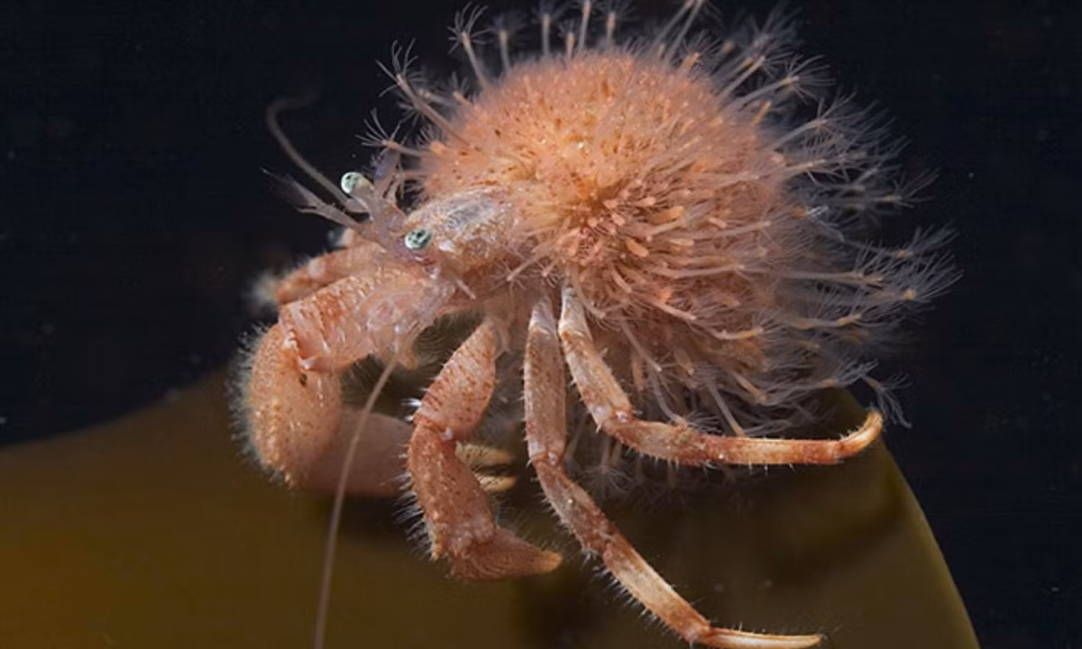 1. Ốc lông (tên khoa học là Hydractinia echinata): được coi bậc thầy với khả năng tái tạo bất cứ phần nào cơ thể. Đặc biệt nhất là loài này có thể tự tái tạo phần đầu của mình. (Nguồn: 24H)