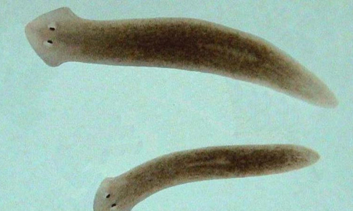 4. Giun dẹp: là loài động vật có khả năng tái sinh mọi bộ phận trên cơ thể chúng, kể cả phần đầu. Đặc biệt trong một nghiên cứu năm 2011, các nhà khoa học đã công bố, giun dẹp có khả năng mọc lại đầu với… trí nhớ giống hệt cái đầu trước của nó. (Nguồn: DINHNGHIA.com)