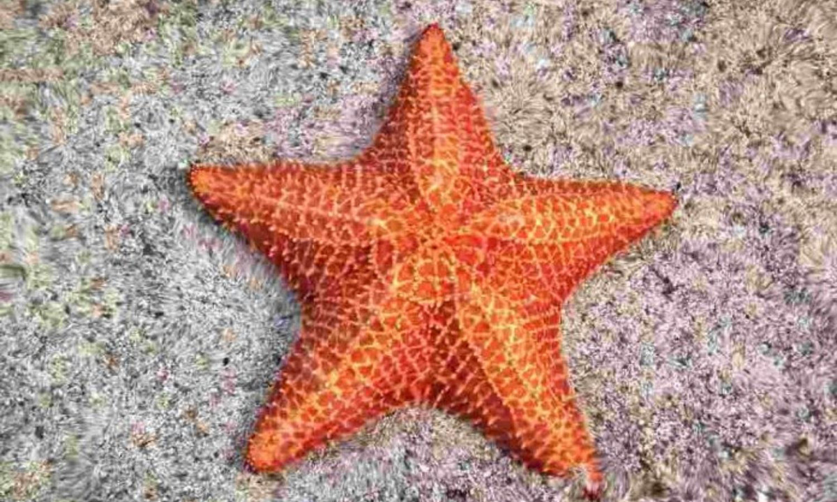 Loài sao biển có thể tái tạo toàn bộ cơ thể, hoặc “biến” thành con sao biển mới chỉ từ một phần của một chân tay bị cắt đứt. (Nguồn: Tuổi Trẻ)