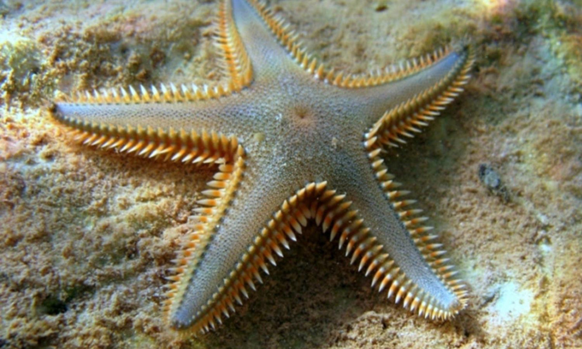 5. Sao biển là loài động vật sống ở tất cả các đại dương của thế giới, bao gồm ở ở Bắc Cực và các vùng đại dương phía Nam và có thể sống dưới độ sâu 6000m. (Nguồn: Tép Bạc)