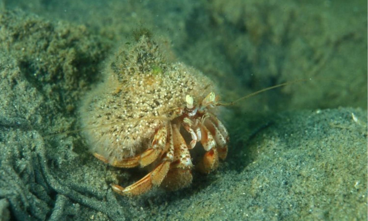 Các chuyên gia lý giải rằng, sức mạnh trẻ hóa này có được là do ốc lông đã lưu giữ một tế bào gốc đa năng đặc biệt giúp chúng có thể tái tạo lại cơ thể. (Nguồn: europa.eu)