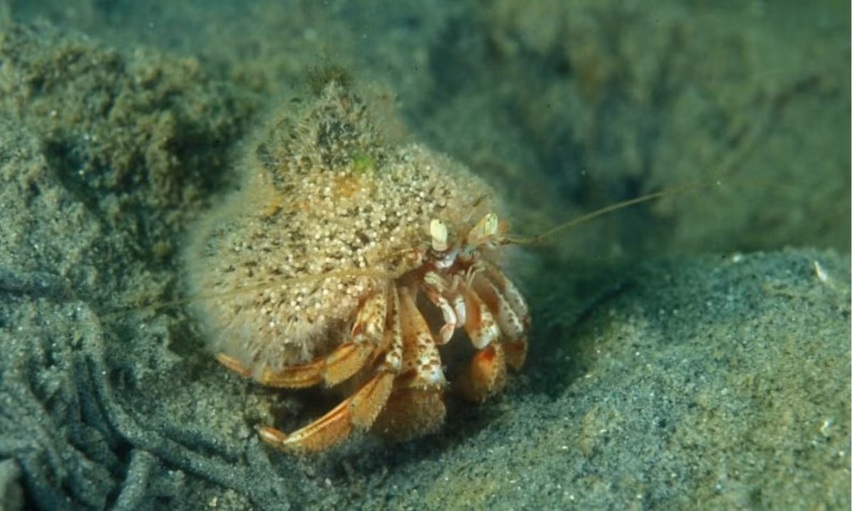 Các chuyên gia lý giải rằng, sức mạnh trẻ hóa này có được là do ốc lông đã lưu giữ một tế bào gốc đa năng đặc biệt giúp chúng có thể tái tạo lại cơ thể. (Nguồn: europa.eu)