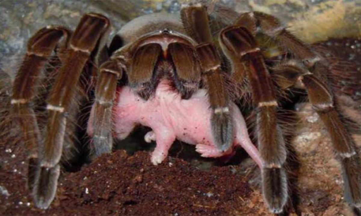 Nhện Goliath được trông thấy khi ăn thịt loài chim ruồi, vì vậy tên của loài được gắn với loài nhện ăn chim. Thực tế, nhện Goloath lại không hề ăn thịt chim. Thức ăn chủ yếu của chúng chỉ là côn trùng, ếch nhái và một số loài gặm nhấm như sóc, chuột,... (Nguồn: Khoahoc.tv)