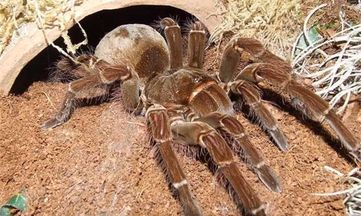 1. Nhện ăn thịt chim Goliath: đây là loài động vật xấu xí và là loài nhện lớn nhất thế giới về trọng lượng (lớn thứ hai thế giới tính theo sải chân, sau nhện săn khổng lồ). (Nguồn:VTC News)