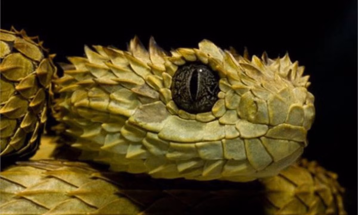 Lớp vảy đặc biệt kết hợp với đôi mắt lớn khiến cho rắn gai trông rất hung dữ, khiến người ta liên tưởng đến loài rồng trong truyền thuyết. Loài rắn độc này có chiều dài khoảng từ 58 đến 73cm khi trưởng thành. (Nguồn: danviet.vn) 