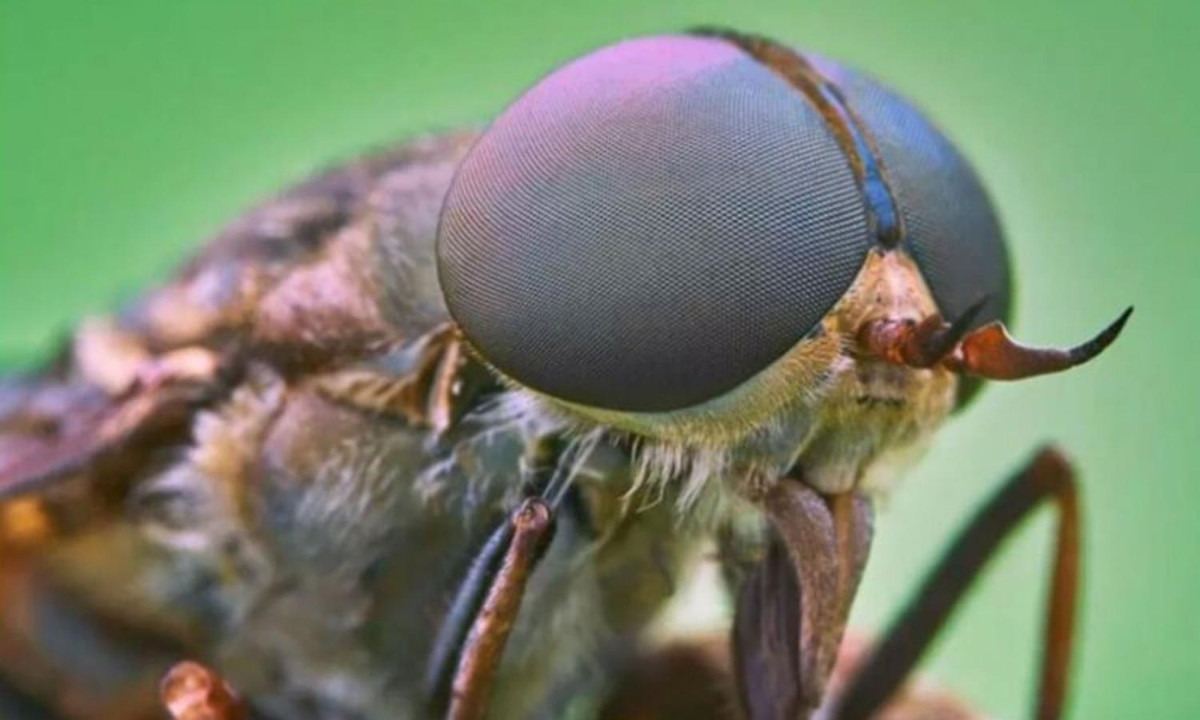 Khi chạm vào người bạn, ấu trùng của chúng sẽ sinh sôi dưới da thịt , sau đó ấu trùng nở thành giòi ký sinh trên cơ thể. Thậm chí, một số ấu trùng sẽ ký sinh trong ruột và não. (Nguồn: Vinpest) 