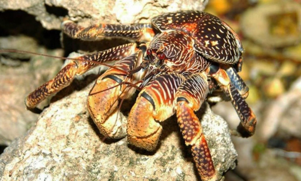 Điều đáng nói ở loài cua này là chúng không biết bơi. Nếu bị chìm trong nước quá lâu, cua dừa sẽ bị chết đuối. Loài cua này thường tự đào hang dài đến 1m để lẩn trốn. (Nguồn: Điện máy Xanh) 