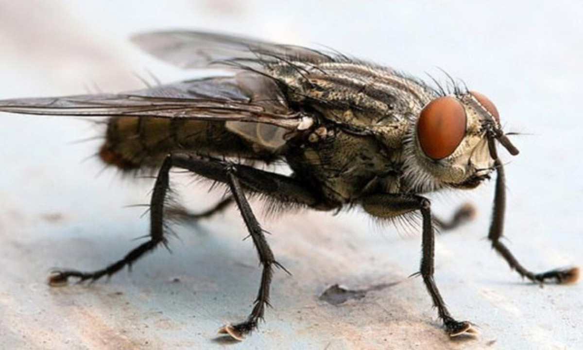 3. Ruồi trâu: điều đáng sợ ở loài côn trùng này là sự phàm ăn và tốc độ sinh sản. Công việc hàng ngày của chúng là ăn liên tục và không ngừng sinh ra những con non. (Nguồn: internet)