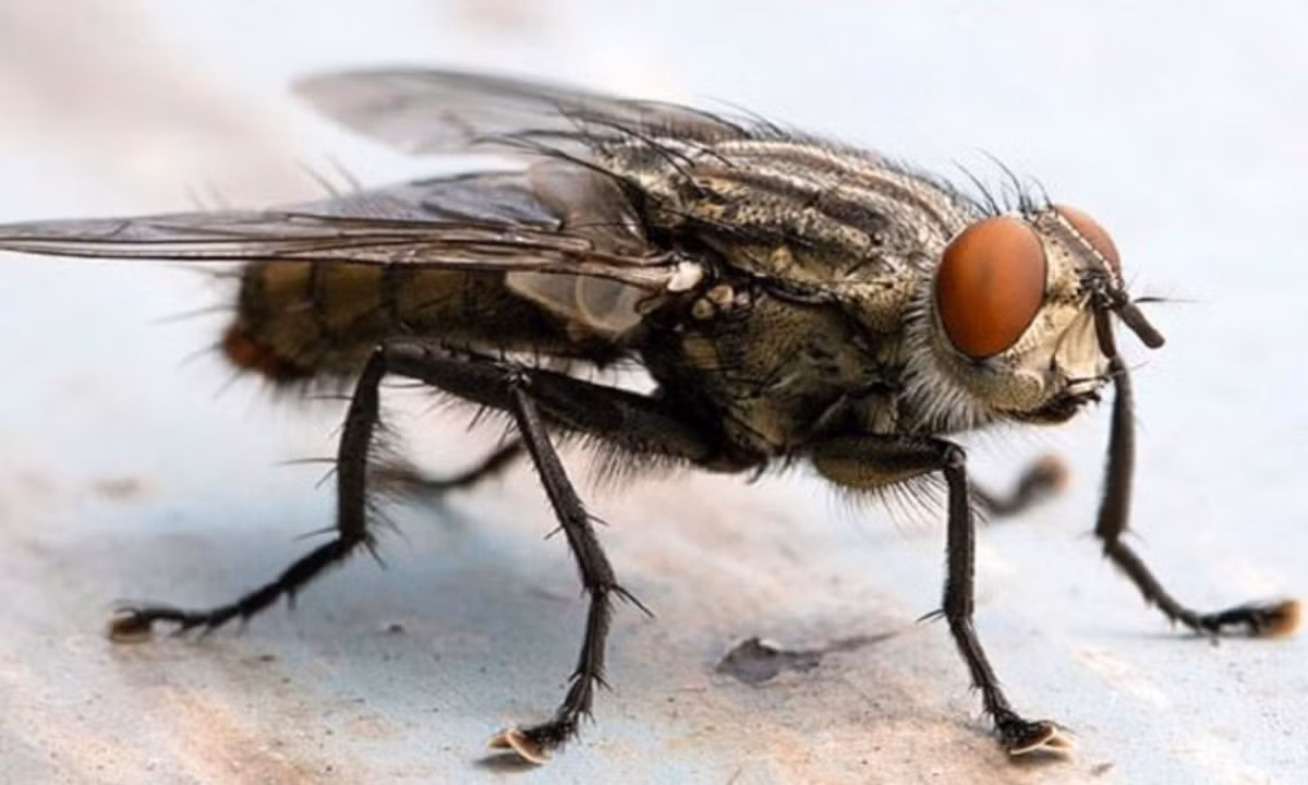 3. Ruồi trâu: điều đáng sợ ở loài côn trùng này là sự phàm ăn và tốc độ sinh sản. Công việc hàng ngày của chúng là ăn liên tục và không ngừng sinh ra những con non. (Nguồn: internet)