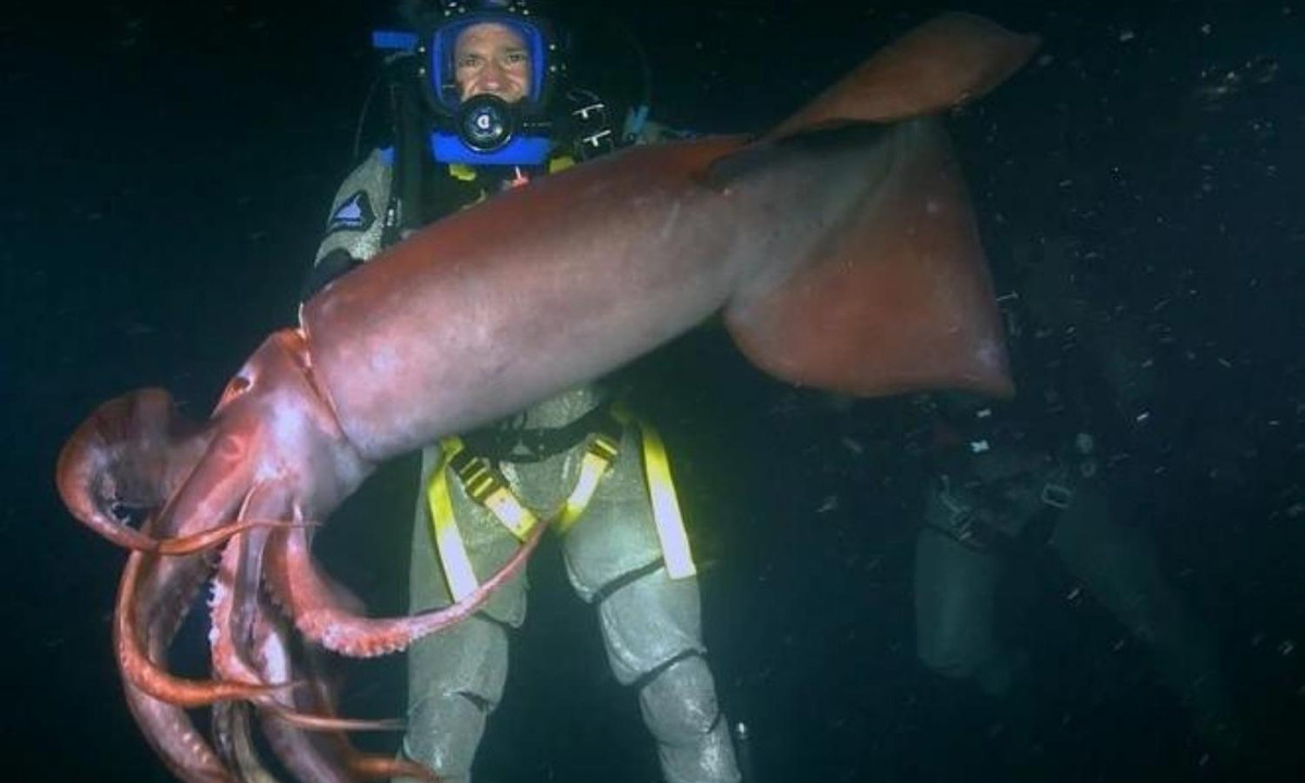 5. Mực Humboldt: loài mực này có kích thước khổng lồ với chiều dài lên đến 1,5m và sống ở độ sâu từ 200 - 700m tại các vùng biển của hải lưu Humboildt, phía đông Thái Bình Dương. Mực Humboldt có cơ quan phát quang sinh học và có khả năng thay đổi nhanh chóng màu sắc cơ thể. (Nguồn: Zing News) 