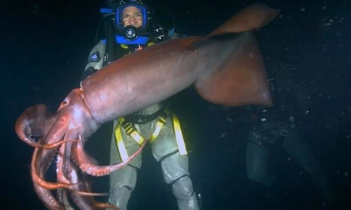 5. Mực Humboldt: loài mực này có kích thước khổng lồ với chiều dài lên đến 1,5m và sống ở độ sâu từ 200 - 700m tại các vùng biển của hải lưu Humboildt, phía đông Thái Bình Dương. Mực Humboldt có cơ quan phát quang sinh học và có khả năng thay đổi nhanh chóng màu sắc cơ thể. (Nguồn: Zing News) 