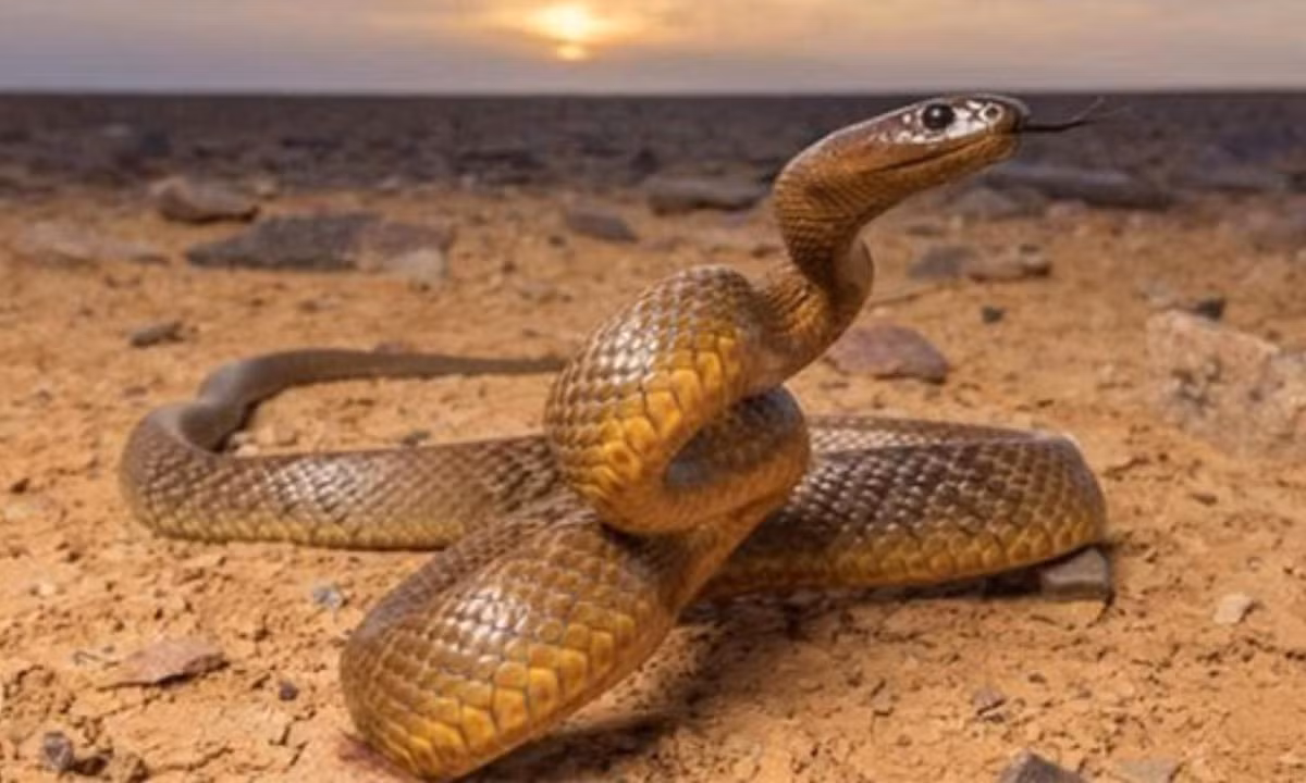 8. Rắn Taipan Inland: loài rắn sở hữu nọc độc độc nhất so với bất kỳ loài rắn sinh sống trên cạn nào trên Trái Đất. Chúng nguy hiểm gấp 200 lần rắn hổ mang thường nhưng chúng lại rất nhút nhát và tránh xa nơi con người đang sinh sống. (Nguồn: soc-pet.com) 