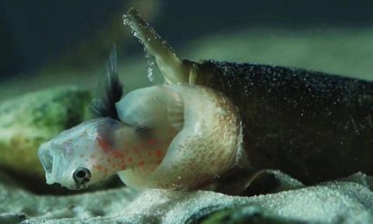 9. Ốc Cone Snail: nó có thể tiết ra nọc độc bất cứ lúc nào trong cuộc đời, và loài này luôn sẵn sàng quét sạch mọi sinh vật sống xung quanh nó. Cơ thể của chúng chứa hơn 200 hoạt chất dược lý và một giọt nọc độc có thể giết chết 20 người lớn.