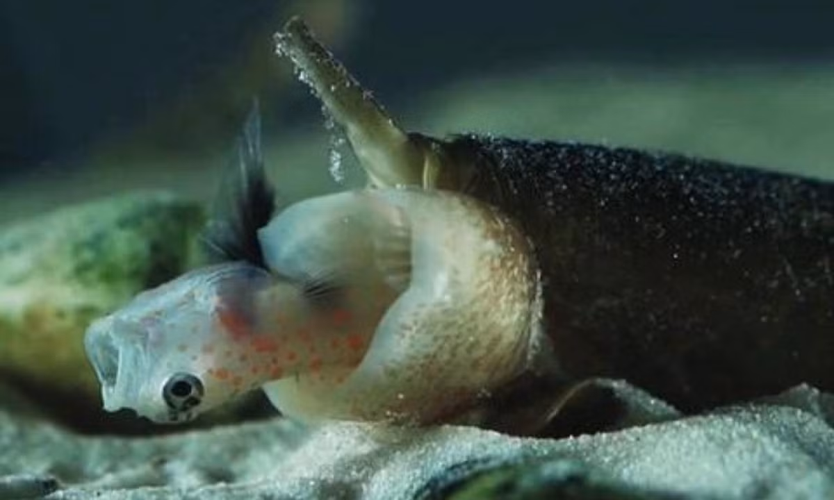 9. Ốc Cone Snail: nó có thể tiết ra nọc độc bất cứ lúc nào trong cuộc đời, và loài này luôn sẵn sàng quét sạch mọi sinh vật sống xung quanh nó. Cơ thể của chúng chứa hơn 200 hoạt chất dược lý và một giọt nọc độc có thể giết chết 20 người lớn.