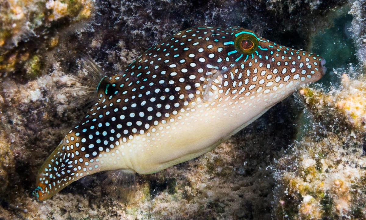 6. Họ cá nóc: sở hữu nọc độc đáng sợ đứng thứ 2 thế giới. Cụ thể nọc độc của cá nóc mạnh gấp 1.200 lần so với chất độc xyanua (loại chất cực độc). Nọc độc của chúng có thể giết chết 30 người đàn ông trưởng thành chỉ sau 20 phút đến 24 tiếng sau. (Nguồn: Flickr)