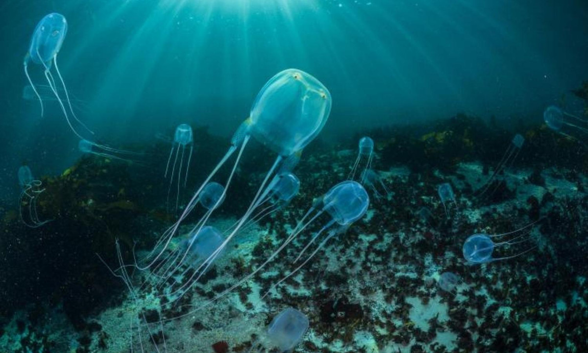 1. Sứa hộp (lớp Cubozoa) : tính tới thời điểm này, sứa hộp là loài động vật có nọc độc mạnh nhất mà con người từng biết đến. Chúng sinh sống chủ yếu ở Thái Bình Dương và Ấn Độ Dương. Mỗi năm, chúng cướp đi sinh mạng của hàng trăm người. (Nguồn: Thegioidongvat.Co)