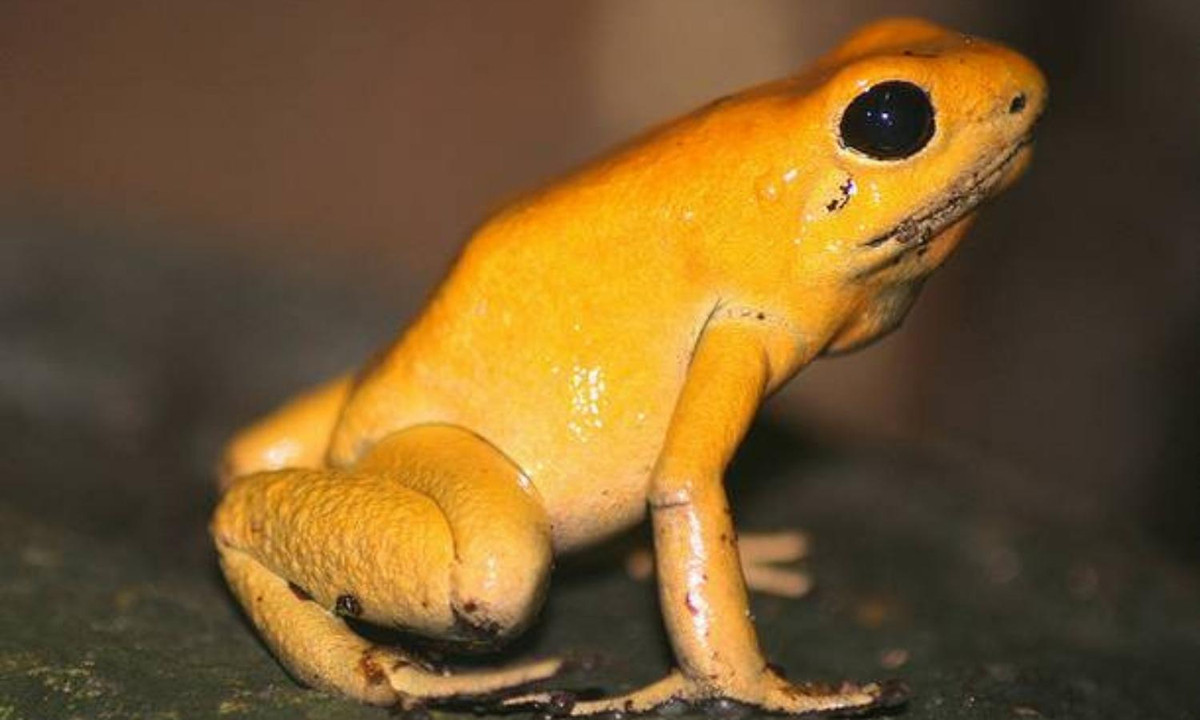 7. Ếch phi tiêu độc màu vàng: mặc dù chỉ nhỏ cỡ 55mm, nhưng lại là sinh vật độc nhất trên Trái đất. Chỉ một con lưỡng cư này thôi cũng chứa đủ nọc độc để giết chết hơn 10 người đàn ông trưởng thành trong vòng 3 phút. (Nguồn: WordPress.com)