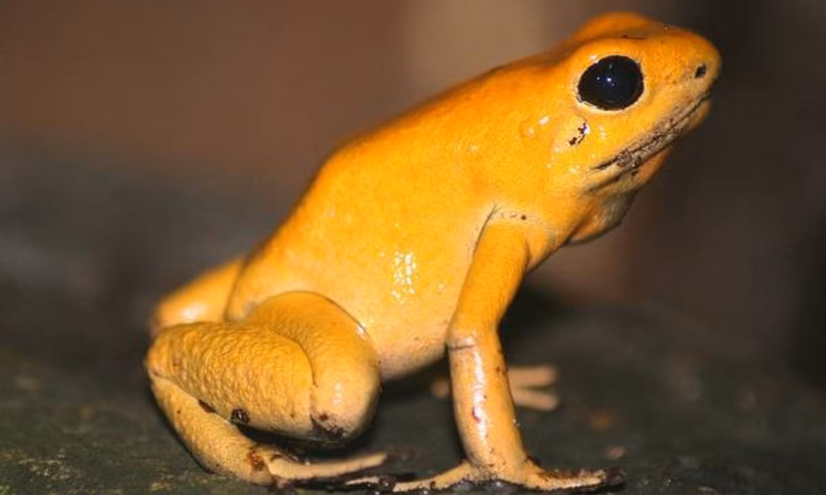 7. Ếch phi tiêu độc màu vàng: mặc dù chỉ nhỏ cỡ 55mm, nhưng lại là sinh vật độc nhất trên Trái đất. Chỉ một con lưỡng cư này thôi cũng chứa đủ nọc độc để giết chết hơn 10 người đàn ông trưởng thành trong vòng 3 phút. (Nguồn: WordPress.com)