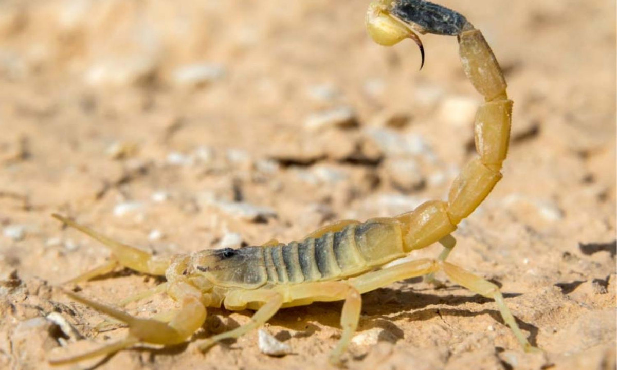 5. Bọ cạp tử thần (Death Stalker): chính là loài bọ cạp được đánh giá là có nọc độc mạnh nhất trong tất cả các loại bọ cạp có mặt trên trái đất này. Người bị cắn sẽ chịu một cơn đau khủng khiếp, sau đó là suy hô hấp, rối loạn nhịp tim… (Nguồn: Active Wild) 