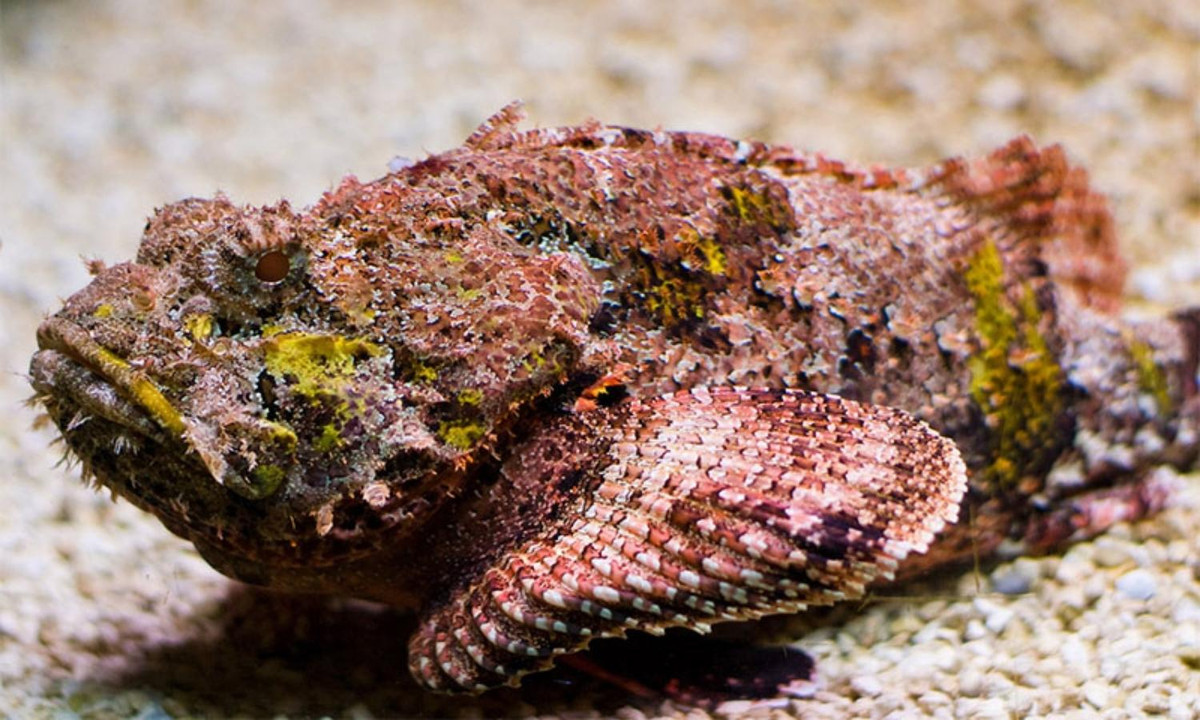 4. Cá đá: còn được gọi là cá mặt quỷ được mệnh danh là “chúa tể nọc độc dưới đại dương”. Chúng không trực tiếp tấn công kẻ thù nhưng có thể giết chết cả một người trưởng thành chỉ sau 2 giờ với những chiếc gai chứa đầy nọc độc của mình. (Nguồn: Hải sản xanh) 