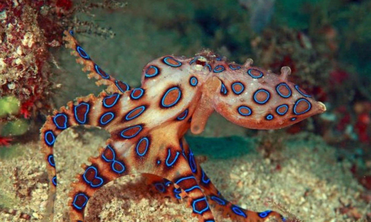 3. Bạch tuộc nhẫn xanh: sống chủ yếu tại vùng biển Thái Bình Dương, là loài nguy hiểm nhất hành tinh. Chỉ với 25g nọc độc của bạch tuộc nhẫn xanh có thể làm tê liệt toàn thân 10 người và chúng có 2 nọc độc cực mạnh dùng để phòng thủ cũng như săn mồi. (Nguồn: Ifornet-Vietnamnet)