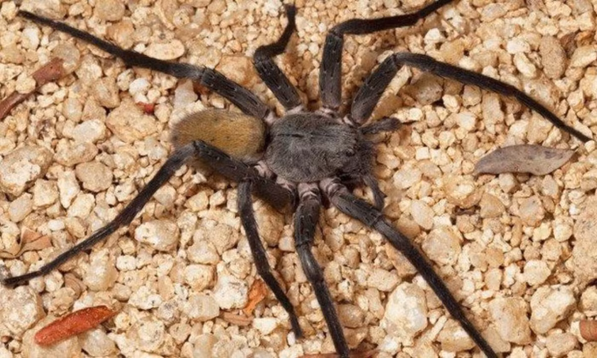 10. Nhện chuối (Phoneutria nigriventer): là loài nhện độc nhất thế giới. Nọc độc của loài nhện này gây ra tác dụng phụ như đau dữ dội, tê liệt cơ bắp hoặc khó thở. Tuy nhiên, tỷ lệ tử vong cũng không quá cao, trong 7000 người bị loài nhện này cắn thì chỉ có 10 người bị thiệt mạng. (Nguồn: Người Đưa Tin) 