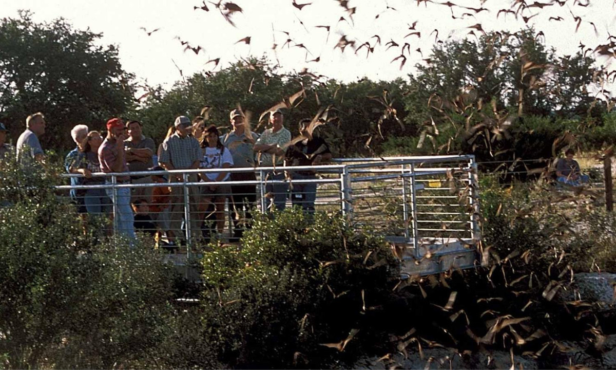 Cái tên hố ác quỷ được người dân địa phương đặt cho mảnh kiến tạo này có lẽ bắt nguồn từ việc cổng trời khổng lồ này là địa điểm sống lý tưởng của hàng ngàn con dơi. Vào mùa hè, mỗi buổi chiều, người ta có thể thấy những đàn dơi cực lớn bay ra từ chiếc hồ kỳ bí này. Ảnh: texas.gov.
