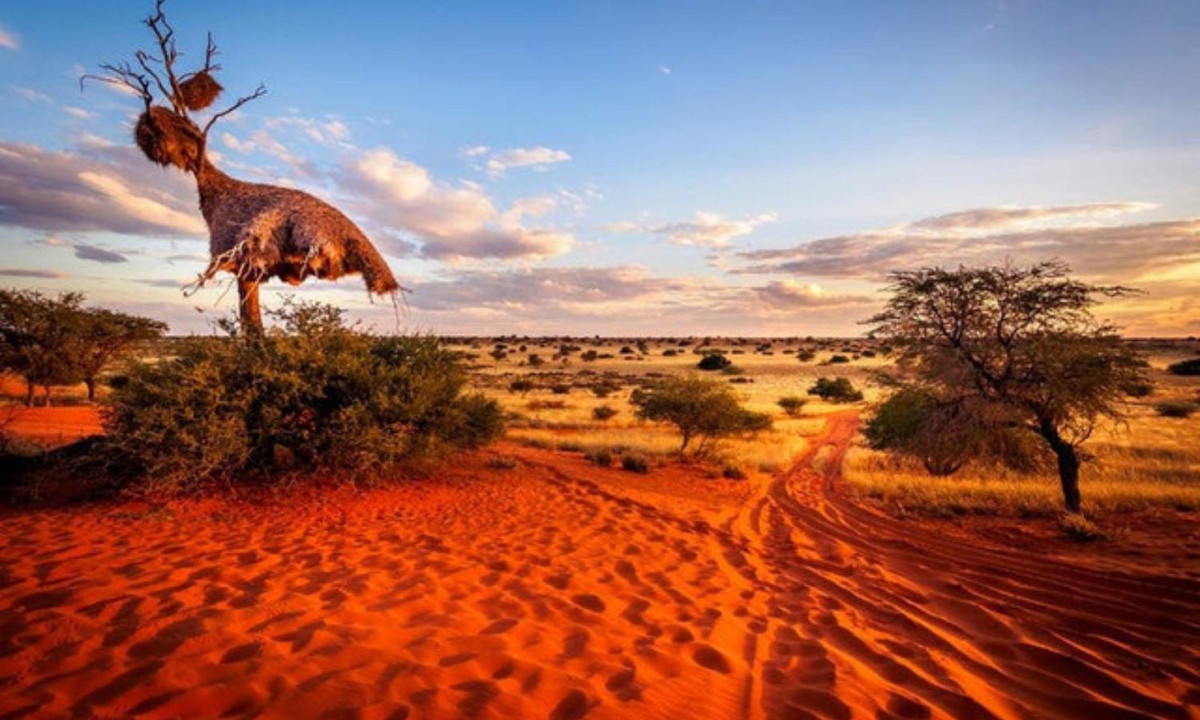 Tuy nhiên, Kalahari không phải là một sa mạc thực thụ. Một số khu vực của Kalahari nhận được trên 250 mm nước mưa thất thường hàng năm, phù hợp cho thực vật phát triển, khiến cho Kalahari là một sa mạc hóa thạch. (Nguồn: VTV.vn). 