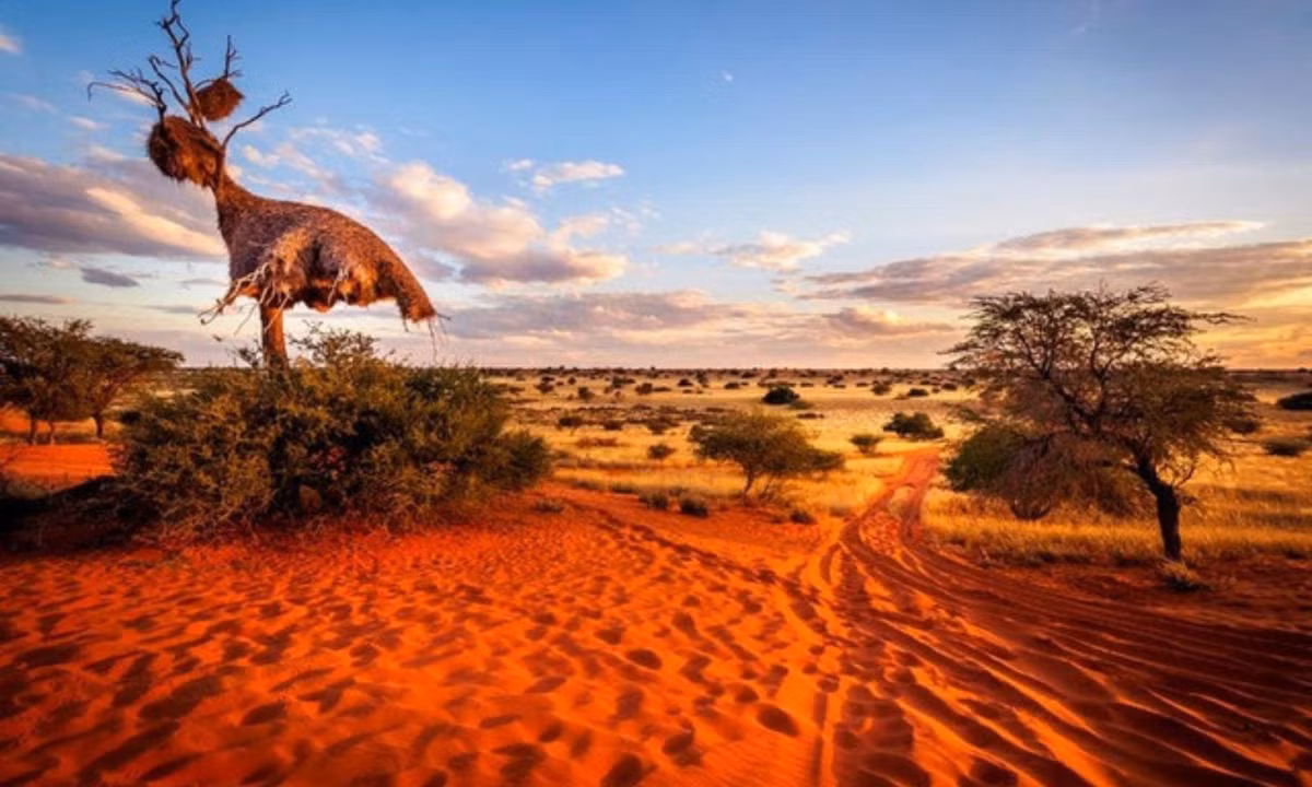 Tuy nhiên, Kalahari không phải là một sa mạc thực thụ. Một số khu vực của Kalahari nhận được trên 250 mm nước mưa thất thường hàng năm, phù hợp cho thực vật phát triển, khiến cho Kalahari là một sa mạc hóa thạch. (Nguồn: VTV.vn). 