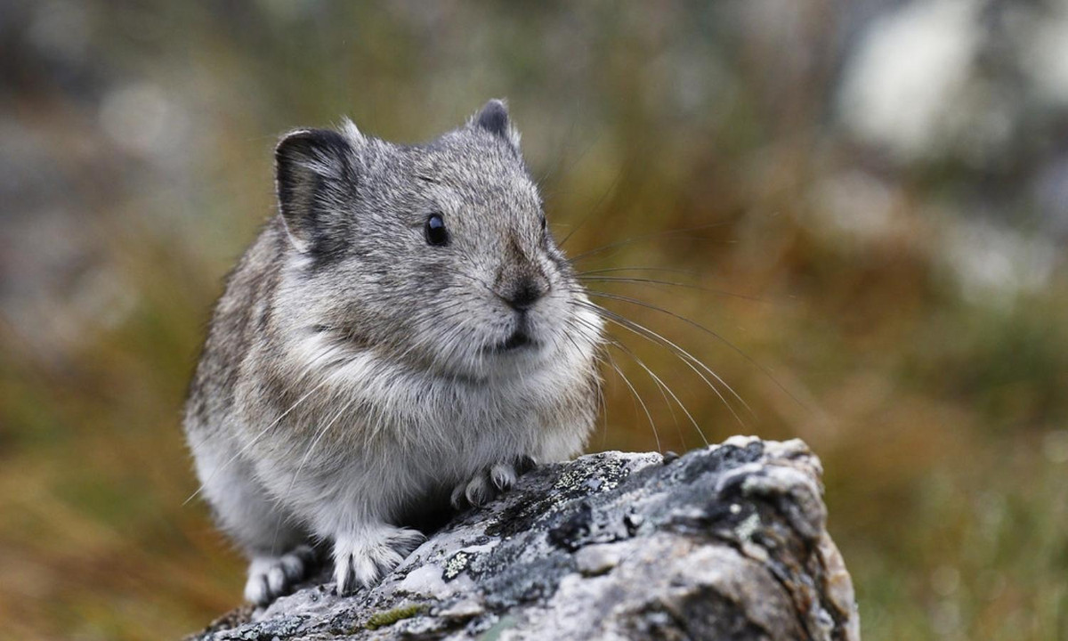 Và cũng chính tập tính không mấy “tốt đẹp” này đã tạo nên biệt danh “kẻ trộm đáng yêu nhất thế giới” cho loài thỏ Pika. (Nguồn: Flickr)