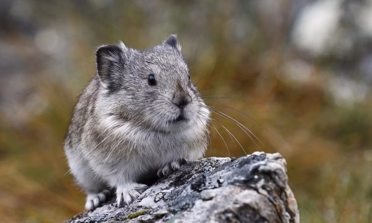 Và cũng chính tập tính không mấy “tốt đẹp” này đã tạo nên biệt danh “kẻ trộm đáng yêu nhất thế giới” cho loài thỏ Pika. (Nguồn: Flickr)