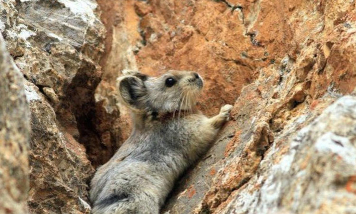 Vì khu vực mà loài thỏ này sinh sống thường có mùa hè rất ngắn (chỉ khoảng 10 tuần). (Nguồn: Printest)