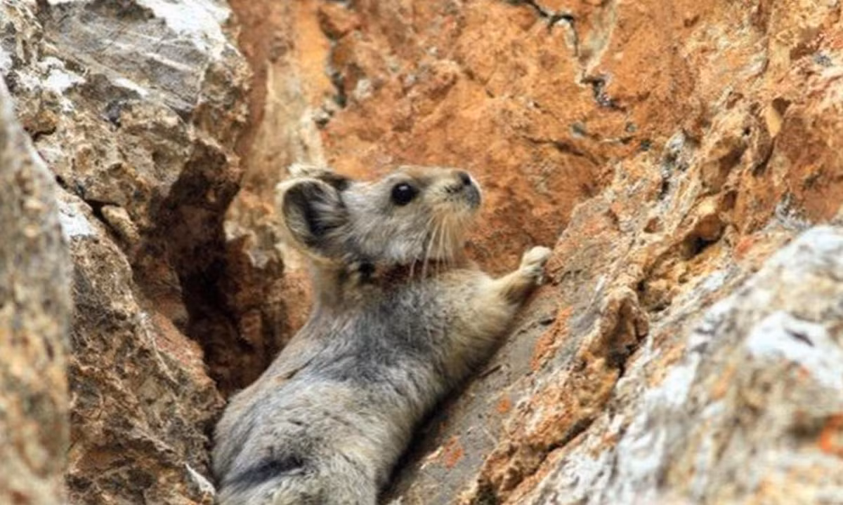 Vì khu vực mà loài thỏ này sinh sống thường có mùa hè rất ngắn (chỉ khoảng 10 tuần). (Nguồn: Printest)