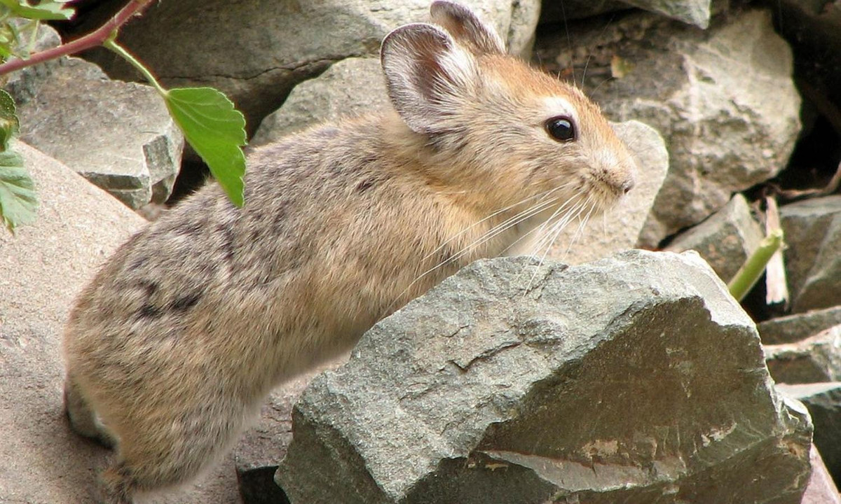 Trung bình, một chú thỏ Pika sẽ thực hiện đến 10.000 chuyến đi mỗi mùa hè, để tạo nên kho lương thực nặng khoảng 25kg. (Nguồn: Wikipedia) 