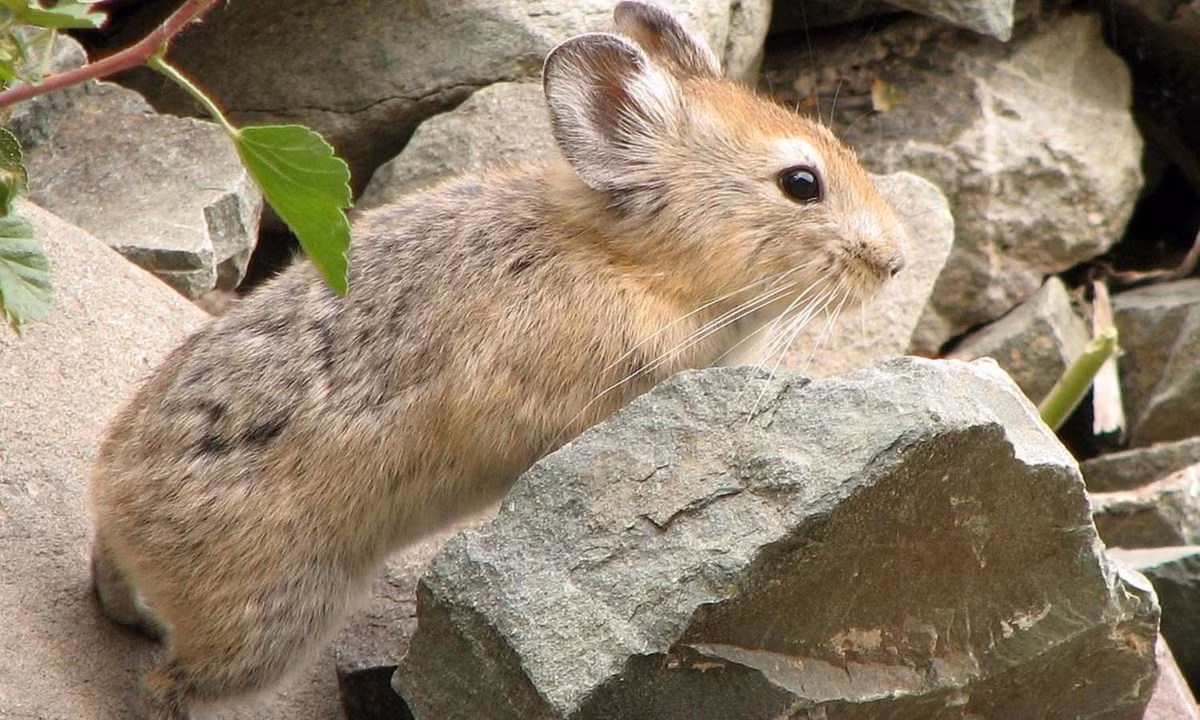 Trung bình, một chú thỏ Pika sẽ thực hiện đến 10.000 chuyến đi mỗi mùa hè, để tạo nên kho lương thực nặng khoảng 25kg. (Nguồn: Wikipedia) 
