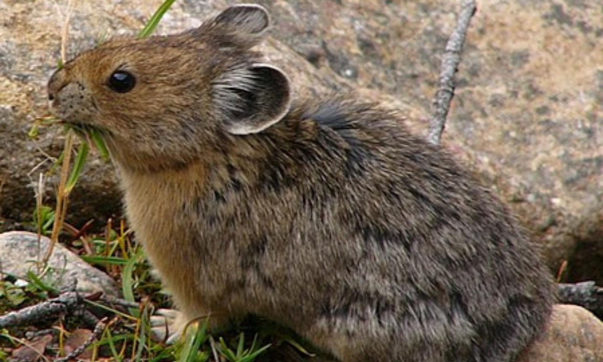 Ở độ tuổi trưởng thành, Pika có chiều dài cơ thể khoảng 21 cm và chỉ nặng 180 gam.