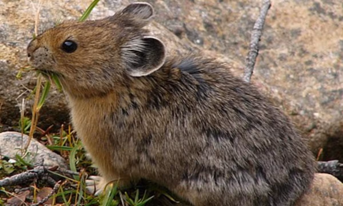 Ở độ tuổi trưởng thành, Pika có chiều dài cơ thể khoảng 21 cm và chỉ nặng 180 gam.