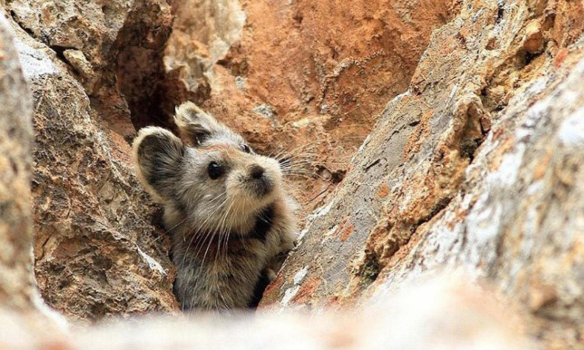 Pika chủ yếu sống ở vùng núi đá và thức ăn chính của chúng là cỏ. (Nguồn: VietnamPlus)