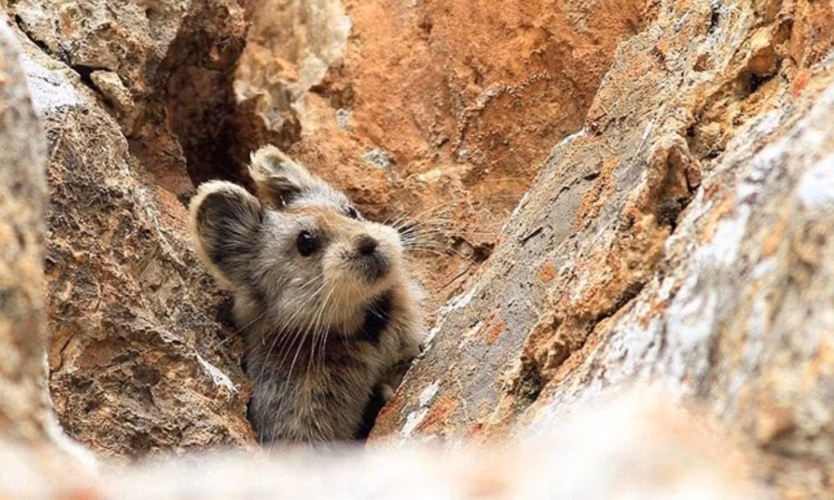 Pika chủ yếu sống ở vùng núi đá và thức ăn chính của chúng là cỏ. (Nguồn: VietnamPlus)