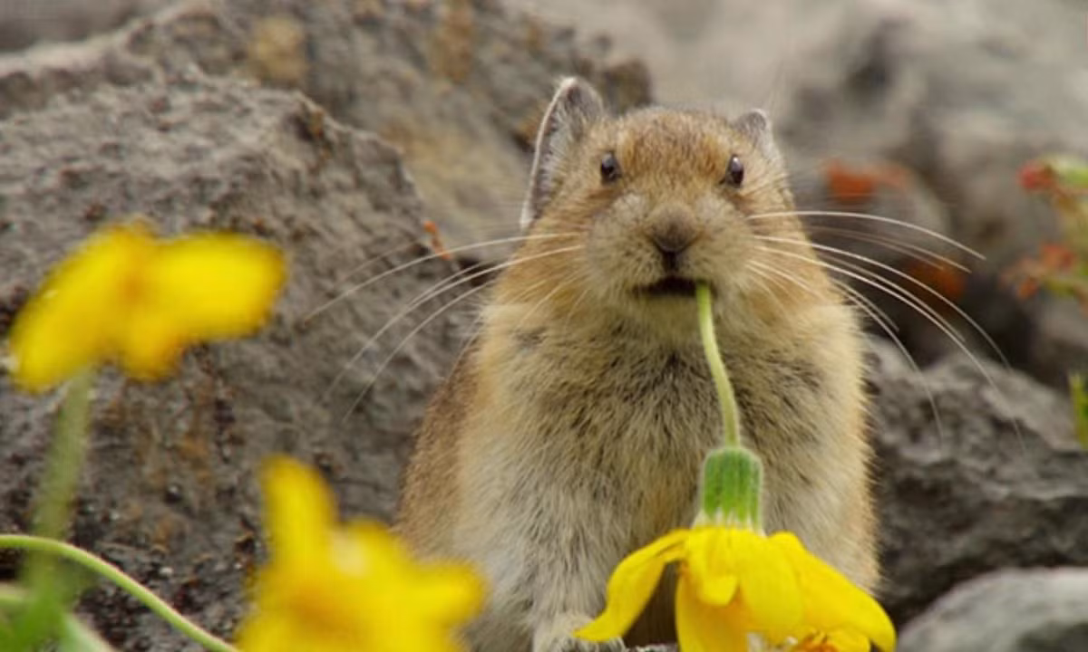 Thỏ cộc Mỹ (hay còn gọi là Pika) là một loài động vật có vú cỡ nhỏ, thường sinh sống ở vùng tây bắc Hoa Kỳ và tây Canada. Khác với những chú thỏ thông thường, thỏ Pika có hai lỗ tai tròn và cả 4 chân đều ngắn. (Nguồn: KhoaHoc.tv)