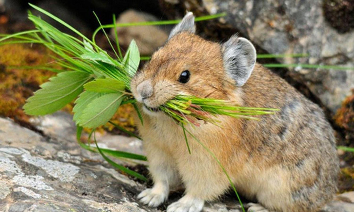 Thân mình tròn tròn như hình quả trứng, dài khoảng 21 cm, cân nặng khoảng 180 gram. Bộ lông có màu hơi nâu hay hơi đỏ, mềm, dài và dày.(Nguồn: An ninh thủ đô) 