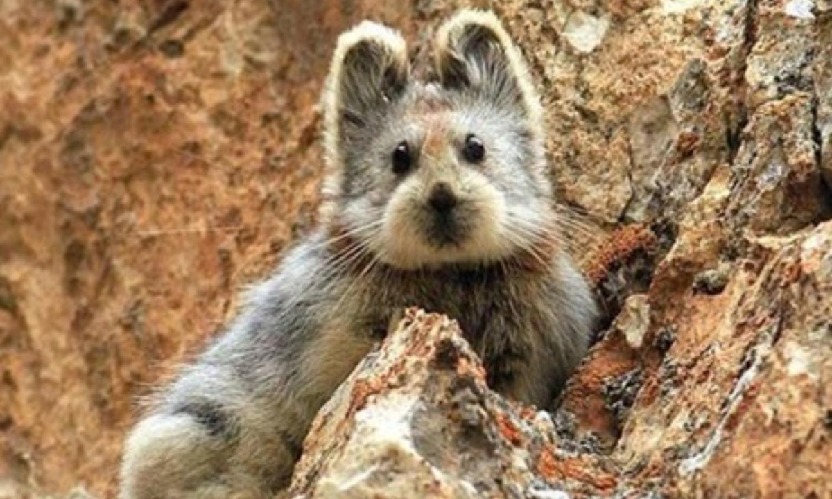 Vì vậy, chúng phải tận dụng triệt để chút thời gian ấm áp ngắn ngủi này để dự trữ thức ăn phòng cho mùa đông lạnh giá. (Nguồn: VietnamPlus)